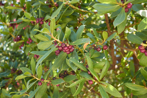 BOOBIALLA / Native juniper /Myoporum insulare *NATIVE BUSH TUCKER* seeds