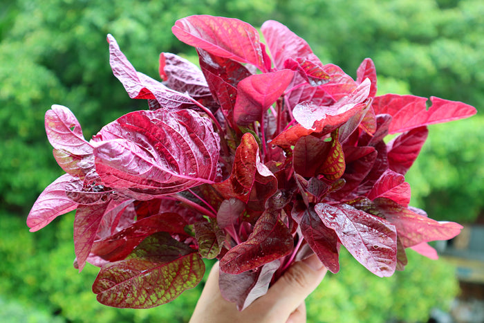 AMARANTH GREENS 'Red Beauty' seeds