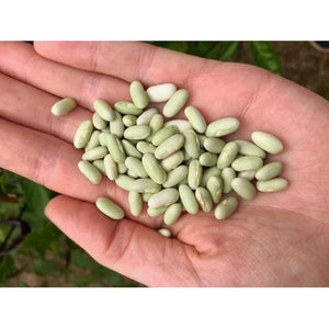 BEAN DWARF 'Jade' 25 seeds - Boondie Seeds