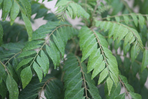 INDIAN CURRY TREE / MURRAYA KOENIGII / Kadipatta seeds