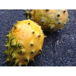 CUCUMBER 'African Horned' / Kiwano / Jelly Melon - Boondie Seeds