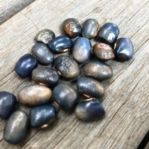 BEAN 'Nonna Agnes's Blue' / Dried Bean / Shelling Bean - Boondie Seeds