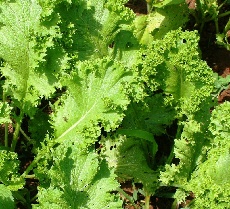 Southern Giant Curled Mustard Greens
