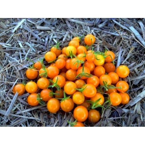 TOMATO CHERRY 'Orange Current' ORGANIC seeds