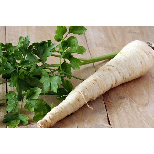 PARSLEY ROOT / PARSLEY HAMBURG ROOTED seeds Boondie Seeds