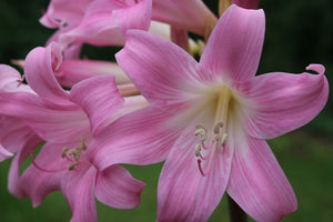 BELLADONNA LILY / BARE NAKED LADIES  'Pink' Bulb / PLANT