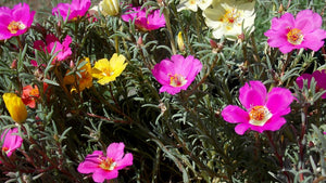 PORTULACA 'Single Flowered Mix' seeds