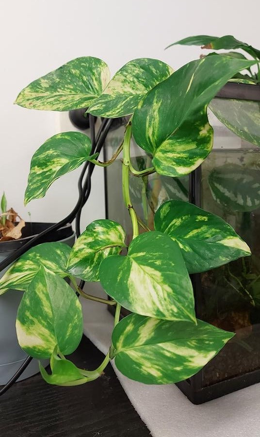 pothos ivy seeds POTHOS / Devil's ivy