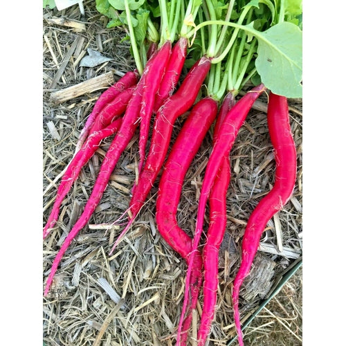 RADISH 'Fire Candle' seeds Boondie Seeds