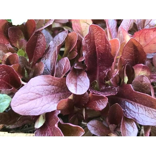 LETTUCE 'Red Cos' seeds