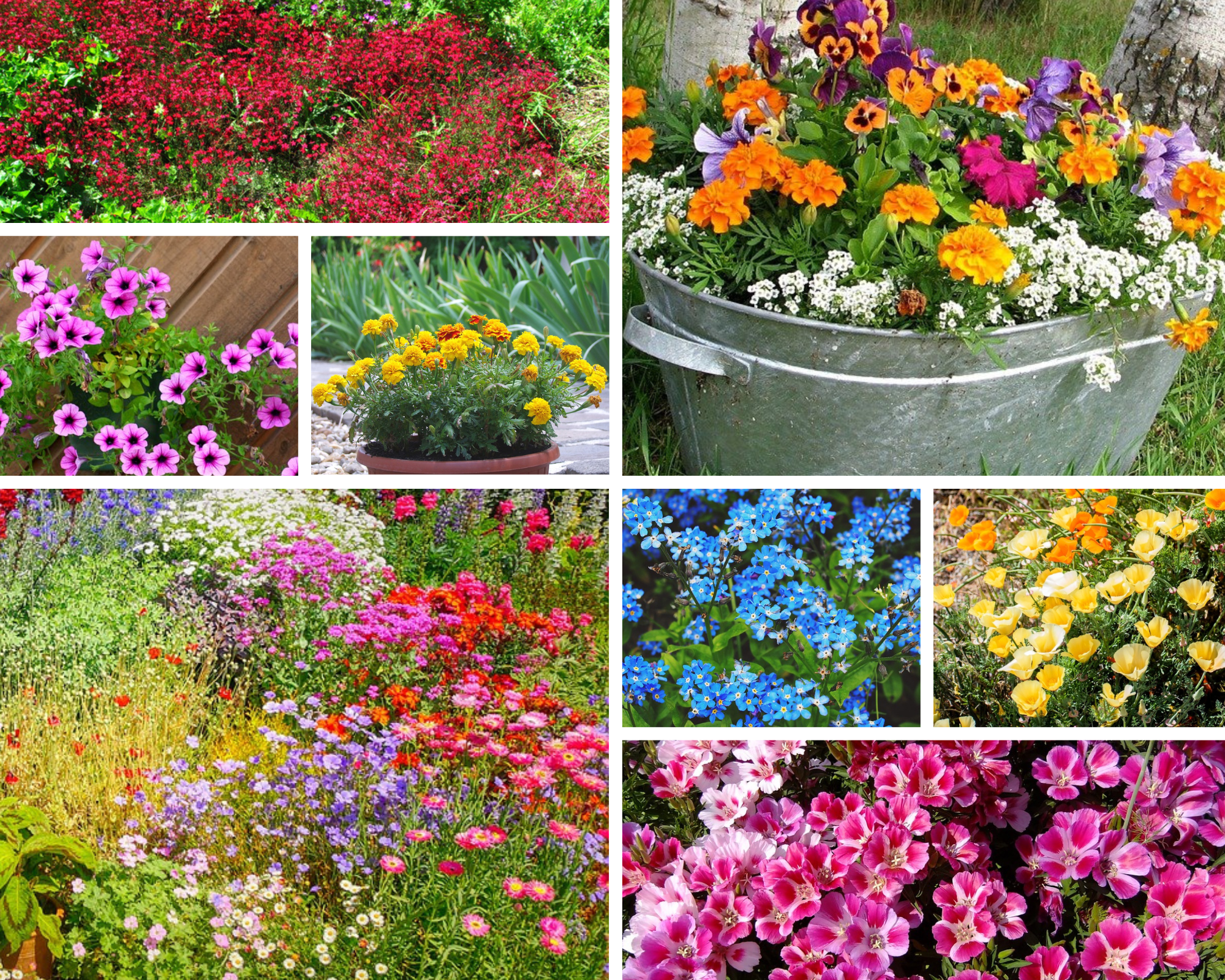 rockery plant seeds ROCKERY / DWARF FLOWER GARDEN PACK / 12 packets of seeds