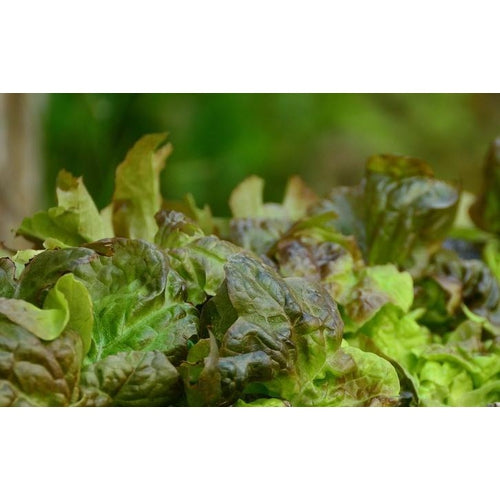 LETTUCE 'Marvel of Four Seasons' seeds Boondie Seeds