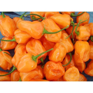 CHILLI 'Habanero Orange' - Boondie Seeds