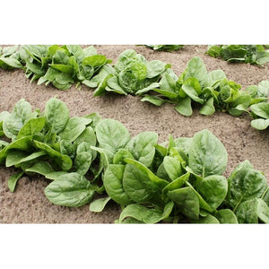SPINACH 'Winter Giant' English - Boondie Seeds