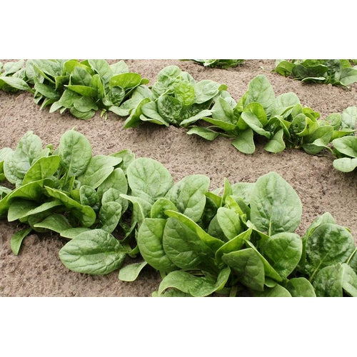 SPINACH ENGLISH 'Winter Giant' seeds