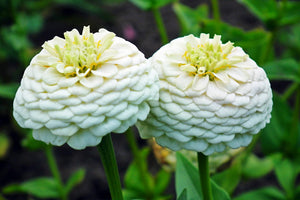 ZINNIA 'Lilliput White' seeds