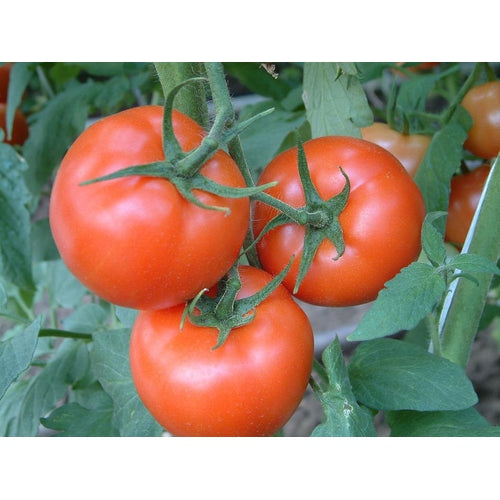 TOMATO 'Canabe Super' seeds