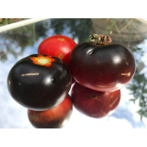 TOMATO 'Red and Blue' - Boondie Seeds