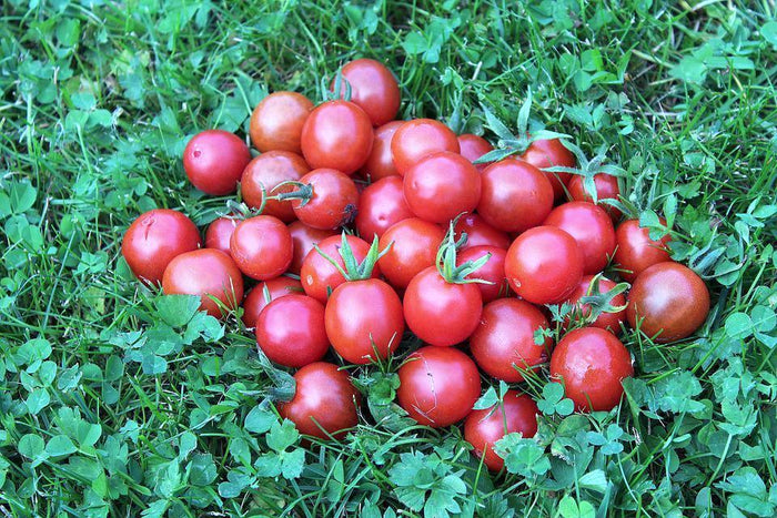 TOMATO CHERRY 'Pink Marbles' seeds