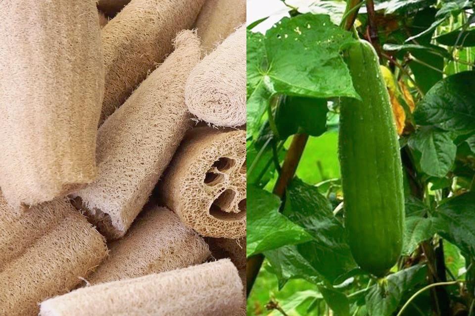 loofah sponge plant seeds LOOFAH GOURD / LUFFA / SPONGE GOURD seeds – Boondie Seeds