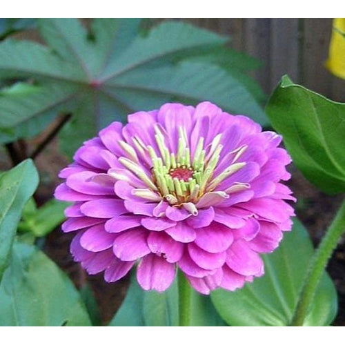 dream about lavender plant ZINNIA 'Dream