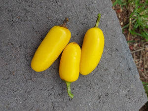 CHILLI 'Lemon Yellow Jalapeno' seeds