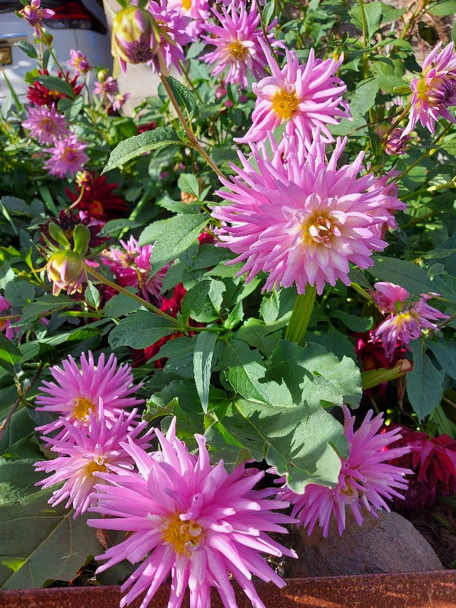 cactus dahlia seeds DAHLIA 'Cactus Flowered Mix' seeds – Boondie Seeds