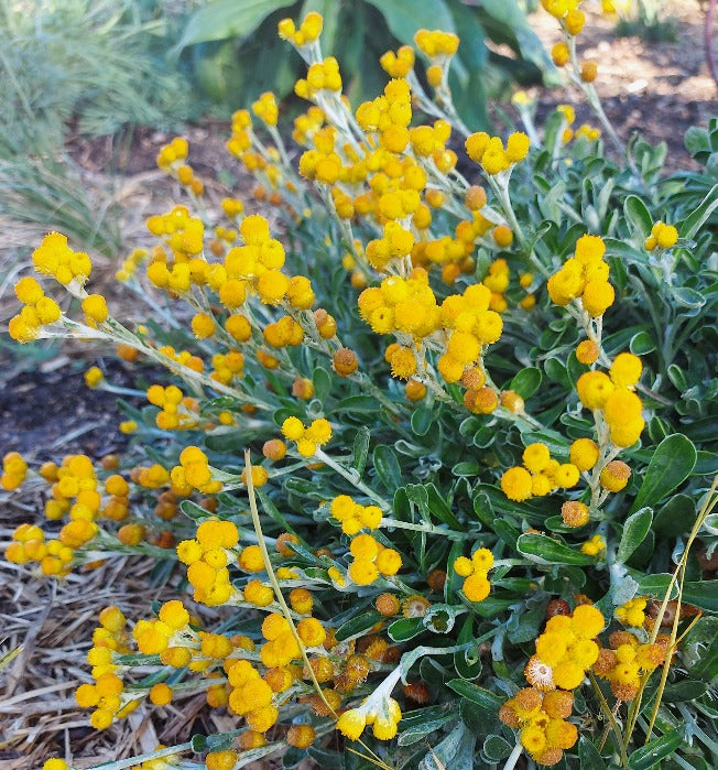 YELLOW BUTTON DAISY / Common Everlasting / Chrysocephalum apiculatum s ...