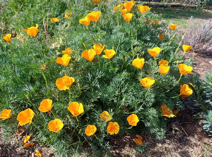 CALIFORNIAN POPPY 'Golden West' seeds