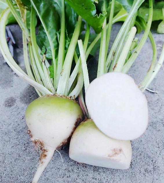 BEETROOT 'White' seeds