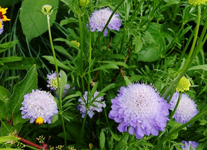PINCUSHION FLOWER Tall Double Lavender seeds