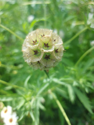 PINCUSHION FLOWER 'Starflower' / Paper Moon / Drumstick Flower / seeds