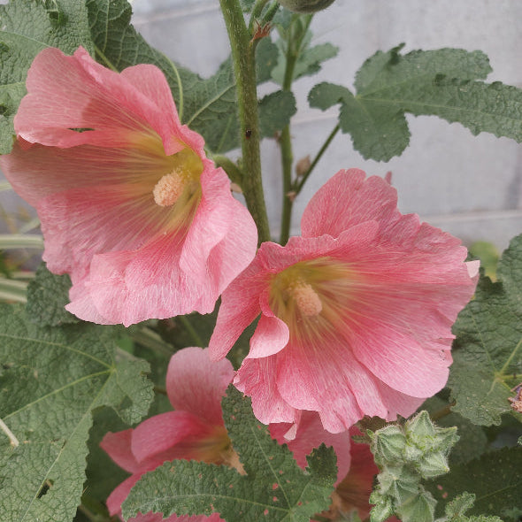 Pink flowers with green leaves in a natural setting