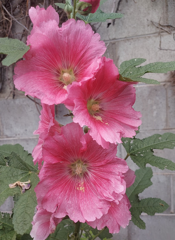 Pink flowers with green leaves against a tiled wall background