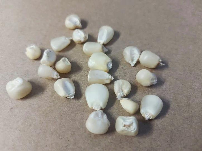 CORN 'Sticky White' / Waxy / Glutinous Maize seeds