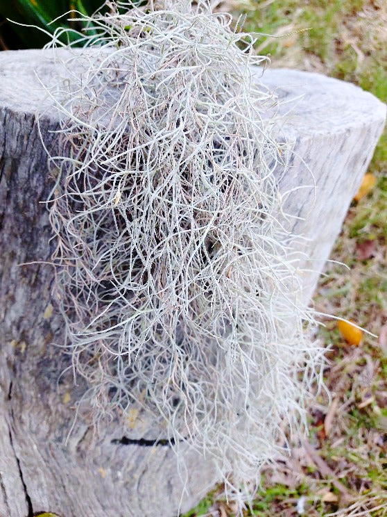 beard air plant AIR PLANT / SPANISH MOSS / OLD MANS BEARD *Plant* – Boondie Seeds