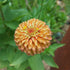 Close-up of a vibrant orange flower with green leaves in the background