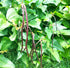 BEAN DWARF 'Red Snake' / Asparagus Bean / Yard Long Bean seeds