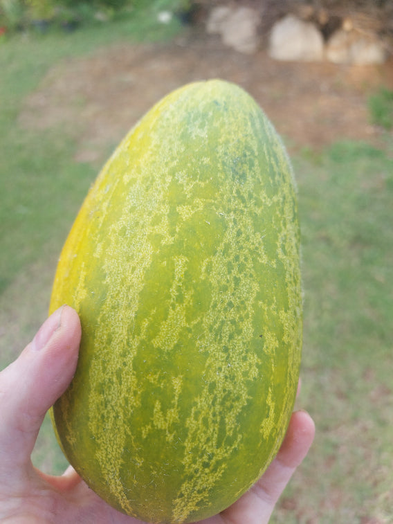 Hand holding a green and yellow melon with a blurred outdoor background