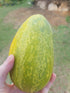 Hand holding a green and yellow melon with a blurred outdoor background