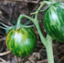 Green tomato on a plant with a blurred natural background