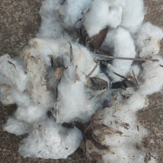 COTTON BULK seed and boll