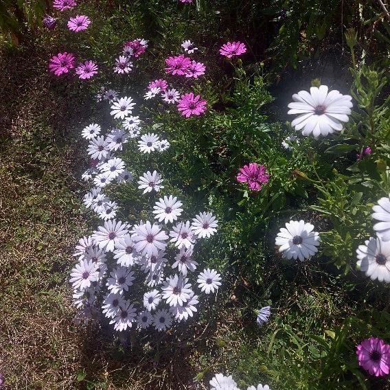 DAISY AFRICAN Osteospermum mixed - plant