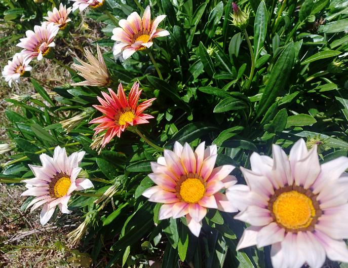 GAZANIA 'Giant Mix' seeds