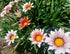 GAZANIA 'Giant Mix' seeds