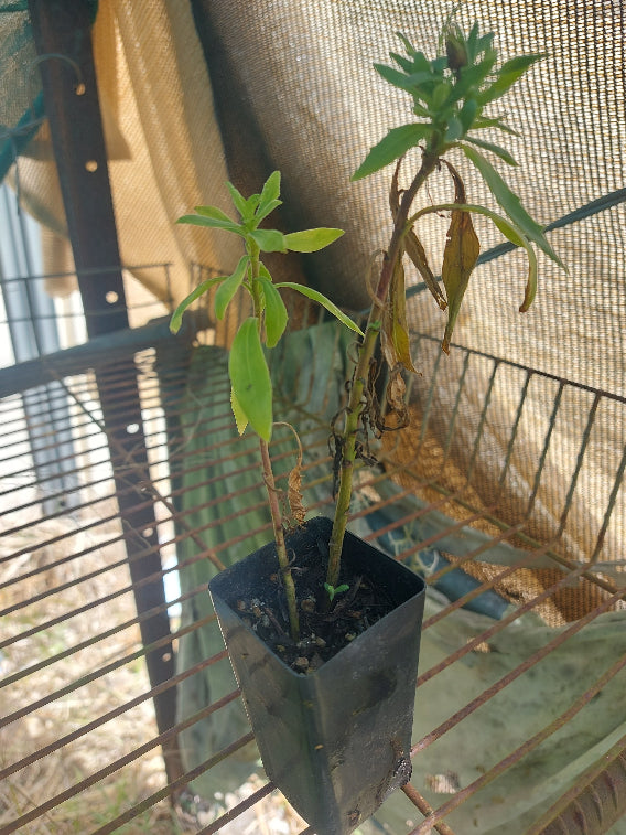 DAISY AFRICAN Osteospermum mixed - plant