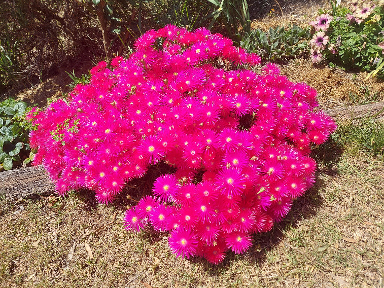 PIGFACE CUTTINGS 'Red' / Easy drought heat tolerant ground cover