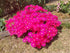 PIGFACE CUTTINGS 'Red' / Easy drought heat tolerant ground cover
