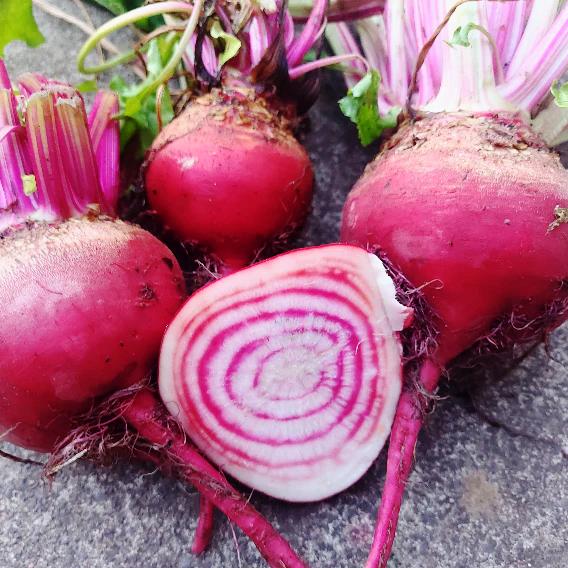 BEETROOT 'Chioggia / Candy Stripe' seeds