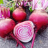 BEETROOT 'Chioggia / Candy Stripe' seeds